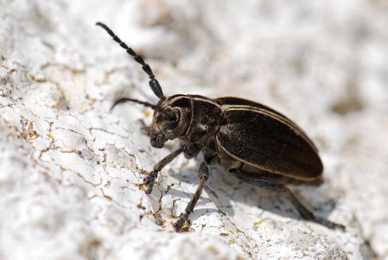 Coleottero  da identificare: Dorcadion arenarium